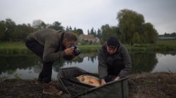 Avid Captive Carp Cot