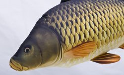 Gaby Common Carp Pillow