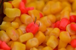 Dynamite Frenzied Target Sweetcorn