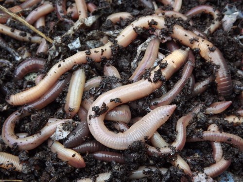 Kerrs Worms