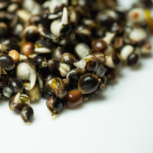 FROZEN HEMPSEED